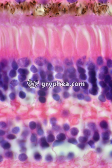 Rétine (détail) montrant les cellules à cônes et à batonnets x400 - gryphea.org